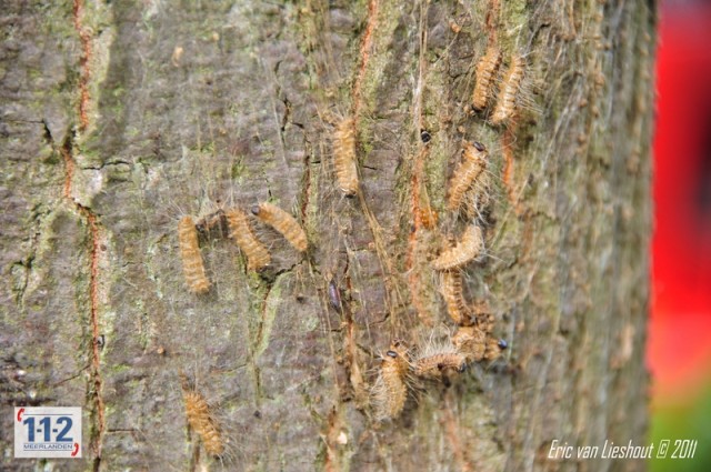 Eikenprocessierups (26)